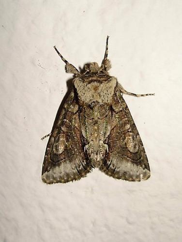 Allophyes oxyacanthae