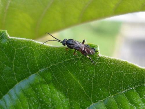 Réf. 5 587 : Apethymus filiformis