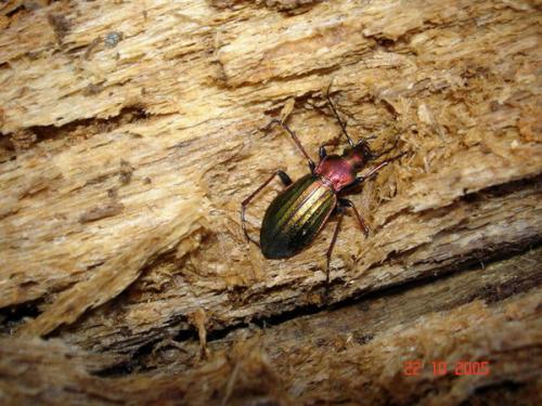 Carabus auronitens punctatoauratus