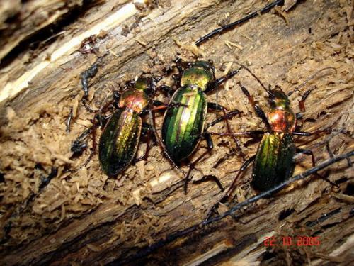 Carabus auronitens punctatoauratus