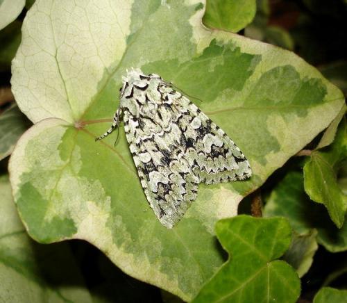 Griposia aprilina