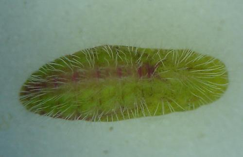 Cacyreus marshalli
