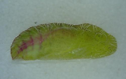 Cacyreus marshalli