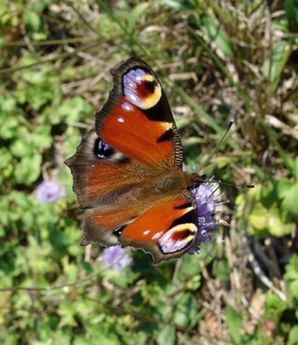 Réf. 5 677 : Aglais io