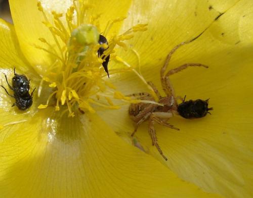 Xysticus sp.