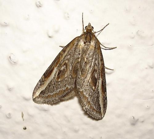 Chesias legatella