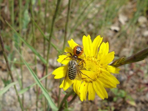 Synema globosum