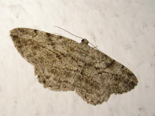 Réf. 5 747 : Peribatodes rhomboidaria