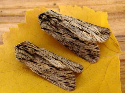 Réf. 5 837 : Asteroscopus sphinx