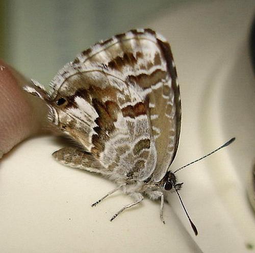 Cacyreus marshalli