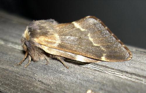 Poecilocampa populi