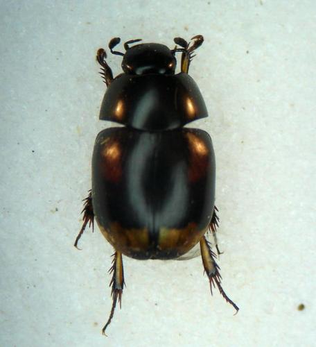 Sphaeridium lunatum