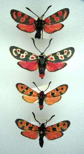 Zygaena divers