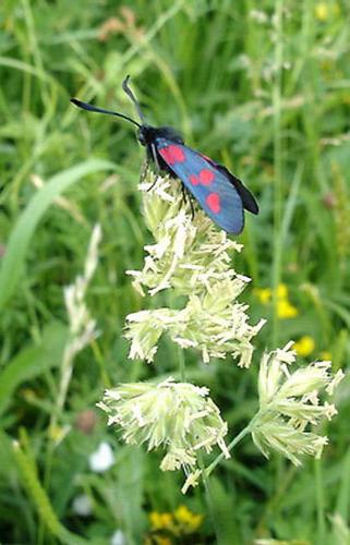 Zygaena sp.