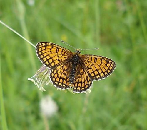 Melitaea sp.
