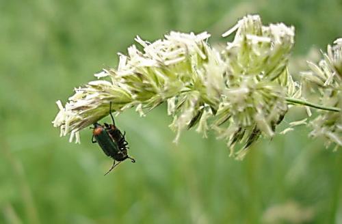 Malachius bipustulatus