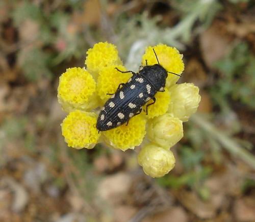 Acmaeodera degener