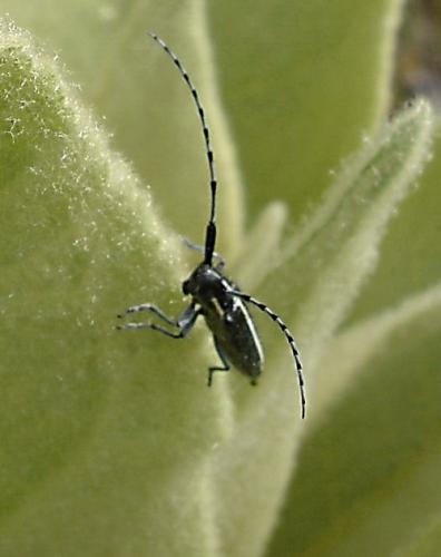 Réf. 5 125 : Agapanthia cardui