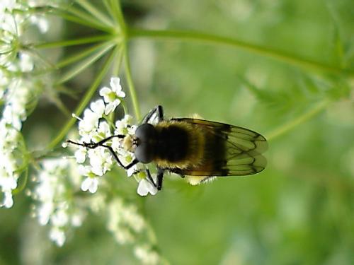 Volucella bombylans