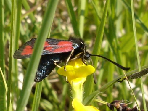 Zygaena loti