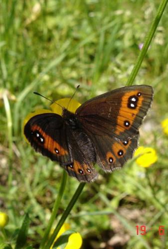 photo de papillon