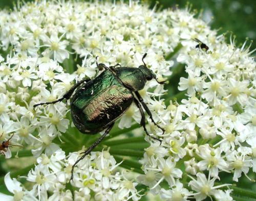 Gnorimus nobilis