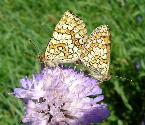 Réf. 5 131 : Melitaea sp.