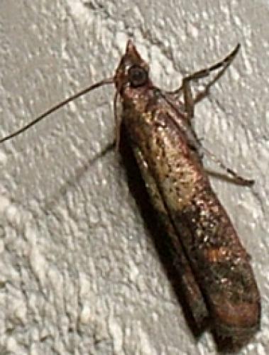Réf. 5 370 : Plodia interpunctella