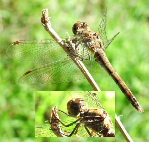 Sympetrum sp.