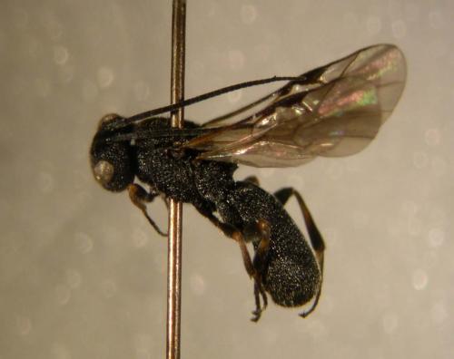 Réf. 5 828 : Cheloninae inconnu