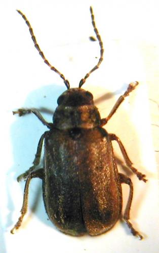 Réf. 5 706 : Pyrrhalta viburni