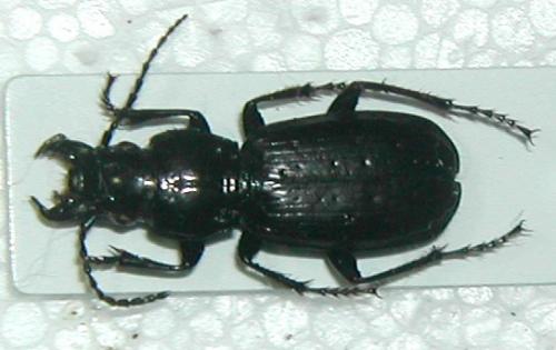 Pterostichus selmanni