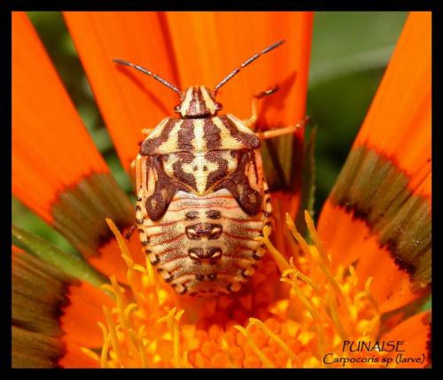 Réf. 5 246 : Carpocoris sp.
