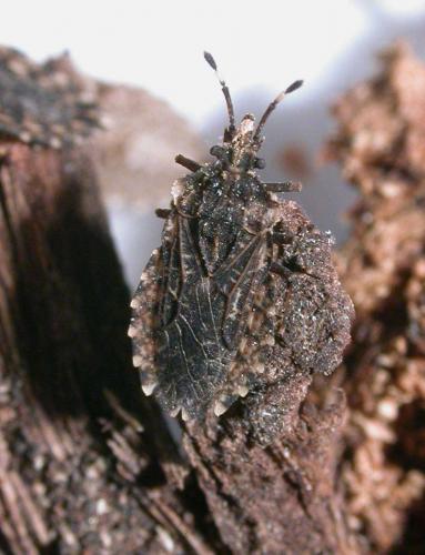 Aradus ribauti
