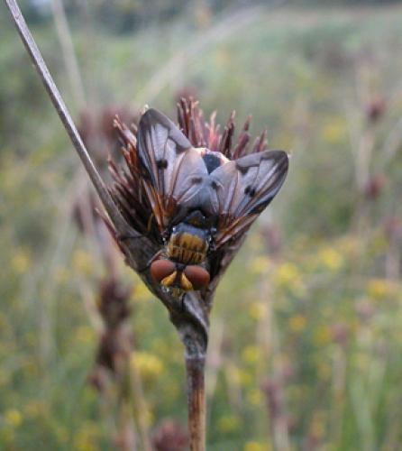 Ectophasia crassipennis
