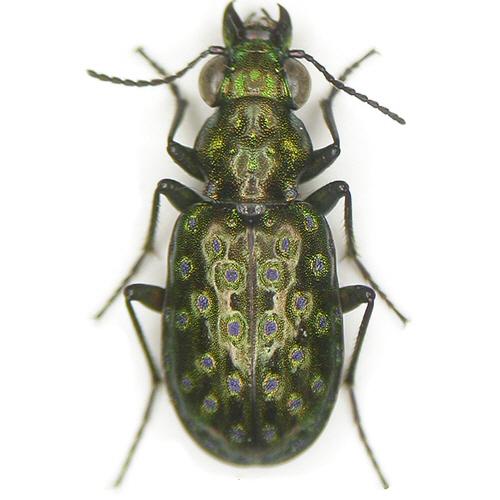 Réf. 5 798 : Elaphrus pyrenoeus