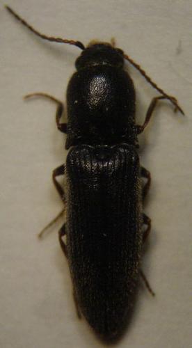 Agriotes gallicus