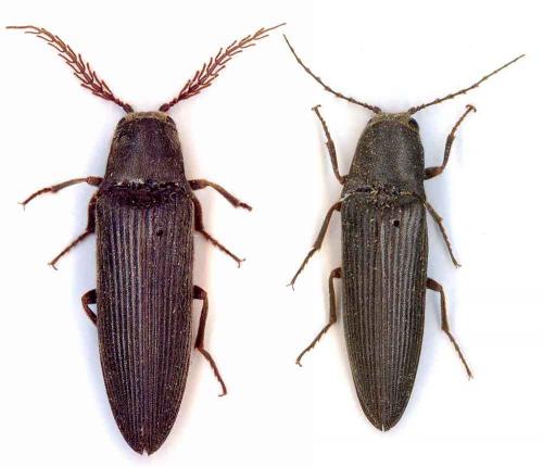 Réf. 5 658 : Anisomerus bipectinatus