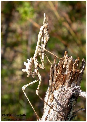 Réf. 5 497 : Empusa pennata