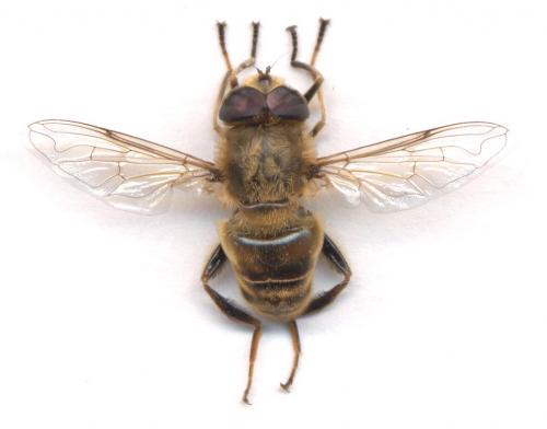 Eristalis tenax
