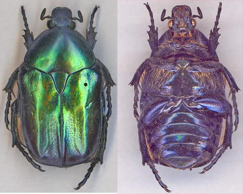 Eupotosia affinis