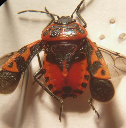 Eurydema ventralis
