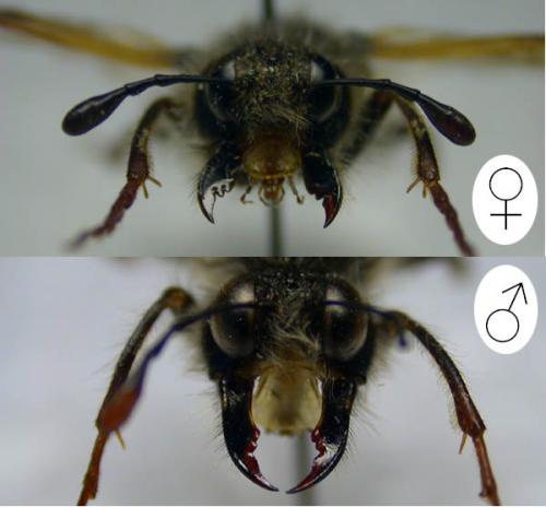 Pseudoclavellaria amerinae