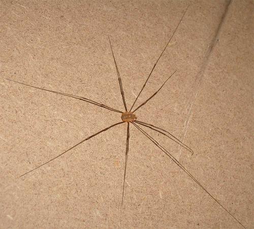 Réf. 5 755 : Opilio canestrinii