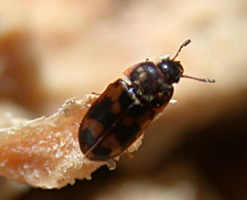 Réf. 5 746 : Litargus connexus