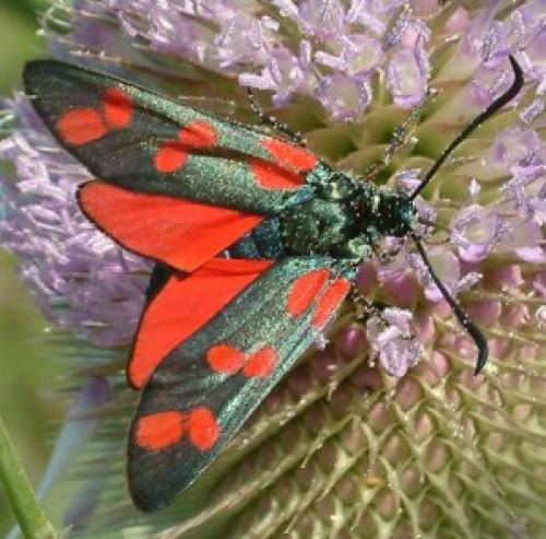 Zygaena filipendulae