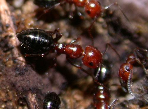 Réf. 5 795 : Camponotus lateralis