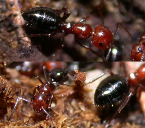 Camponotus lateralis