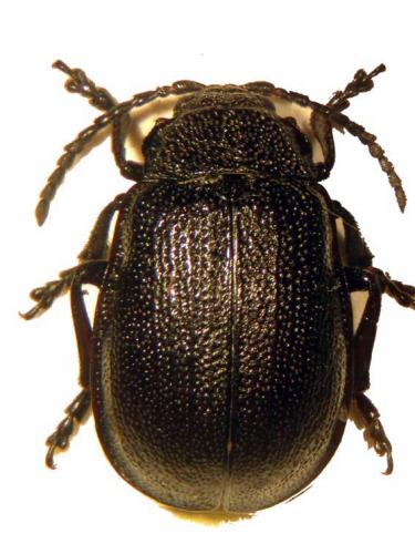 Galeruca pomonae