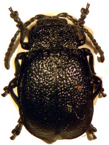 Galeruca monticola